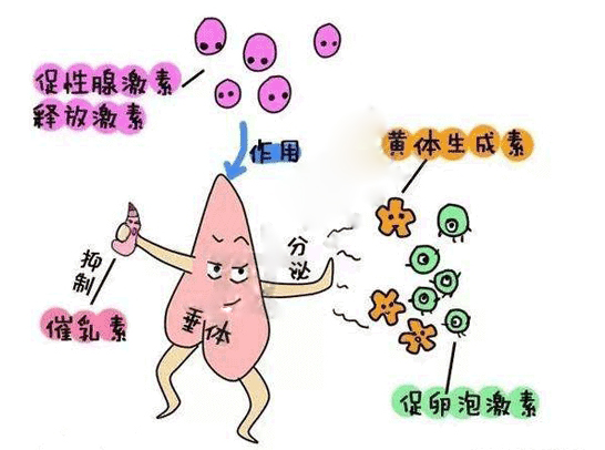 促卵泡生成激素(FSH)试管婴儿