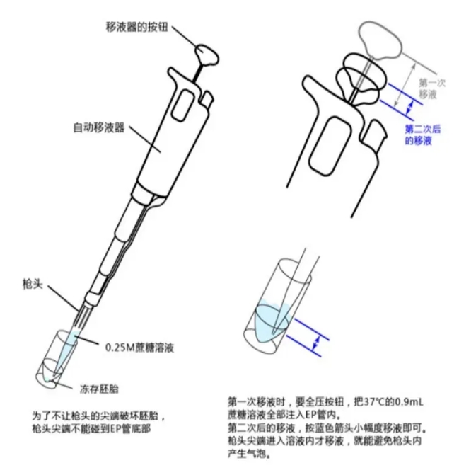 试管婴儿胚胎是如何冷冻的？试管婴儿为什么需要冷冻胚胎？胚胎玻璃化冷冻后的复苏流程