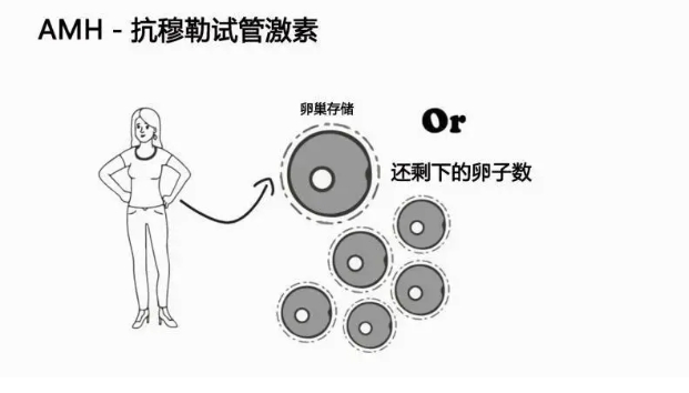 检测卵巢年龄的好方法-AMH