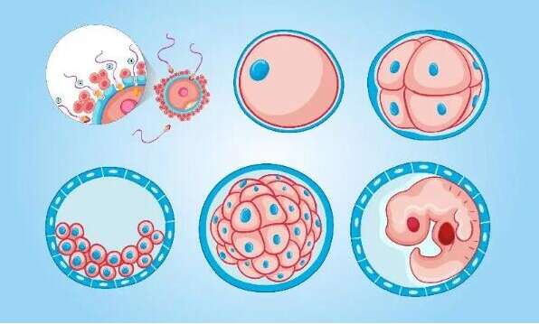 优质胚胎能提高试管婴儿成功率？通过这三个条件帮助你选出优质胚胎！