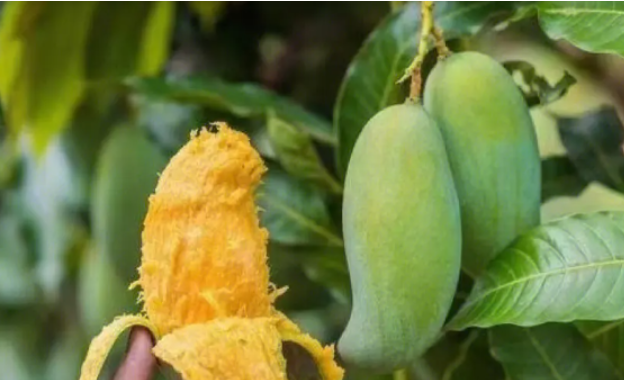 孕早期可以吃芒果吗？含孕早期饮食注意