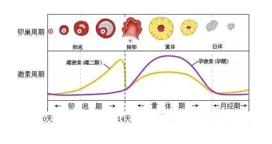 黄体期并非月经期，那么黄体期是什么时候