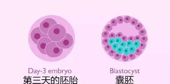 做三代试管移植4bc的囊胚成功率高还是冻胚成功率高？