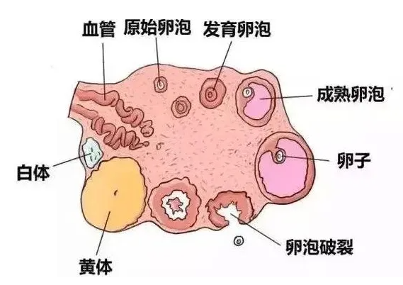 卵泡直径到多大才会排卵，有什么症状？