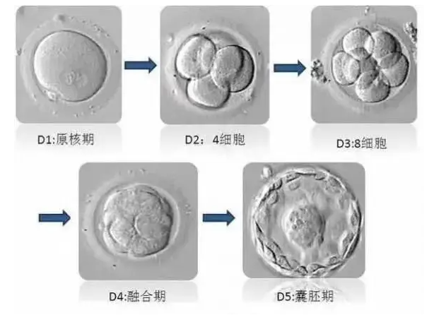 女性生完孩子后胎盘怎么保存好？