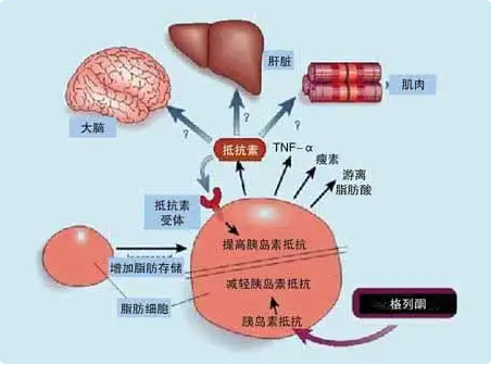 胰岛素抵抗怎么检测，有什么方法？