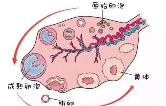 孕8周去医院检查出有卵黄囊，能说明胎儿已经稳定了吗？