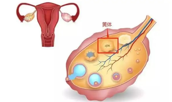 黄体功能不全还能正常怀孕吗？