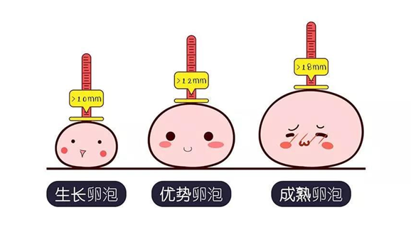 促排有4个优势卵泡还有机会怀孕吗？