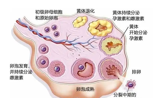 卵巢早衰用微刺激方案，成功率有但不高