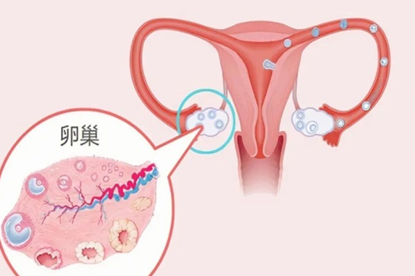 性激素六项正常却不排卵的原因一览，多半和这三个因素有关