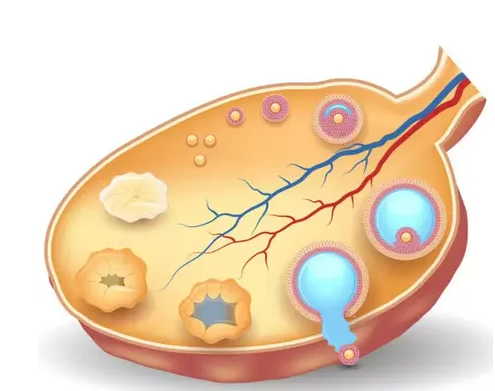 卵泡什么情况下会破裂,卵泡排出后存活时间