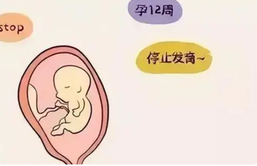 胚胎停止发育的原因是什么？