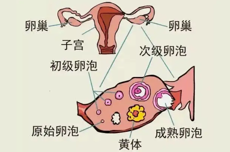 囊胚移植第10天试纸颜色没加深，过来人教你怎么做