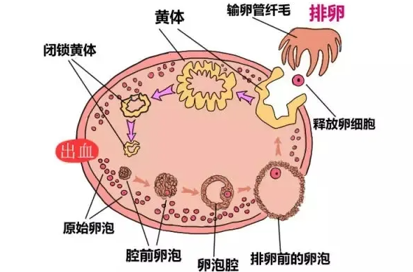 4细胞三级也能养囊，然而成功率比想象中要低