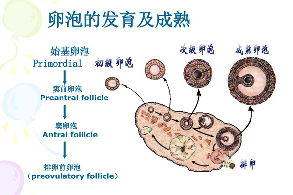 有卵泡发育不成熟影响试管胚胎着床吗？怎么调理？