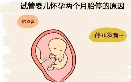 试管婴儿胚胎停育：如何分辨？常见体征和警示信号解析