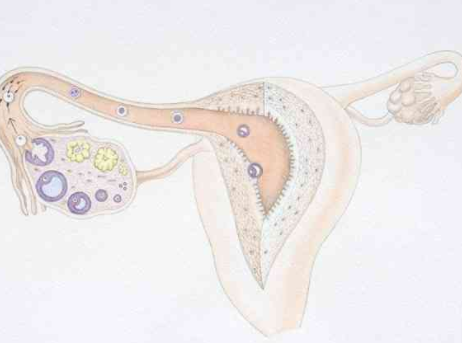 只有一侧卵巢有优势卵泡，原因究竟何在？