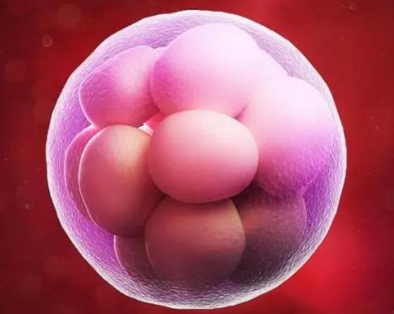 哈尔滨做第三代试管婴儿医院排名？试管婴儿三代需要的费用分析