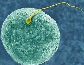 河南2025试管  生子试管机构名单推荐，私立机构做试管价格分析