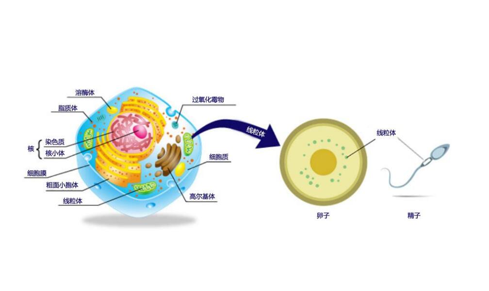 2025成都试管婴儿医院排名，成功率最高还真不是西囡