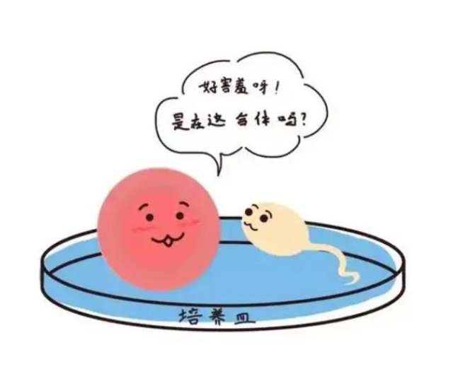 福州医院做试管婴儿取卵有全麻吗？