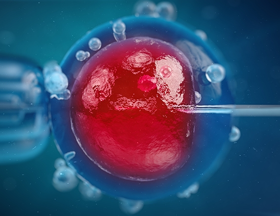 子宫内膜薄试管怀孕成功率高吗？附子宫内膜薄的几种调理方式