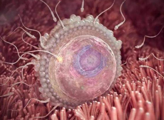 2025揭阳哪几家医院能试管怀孕生子？附最新试管怀孕流程解析